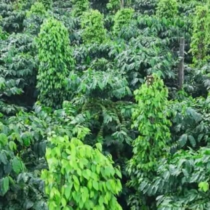 Vườn cà phê đất đỏ